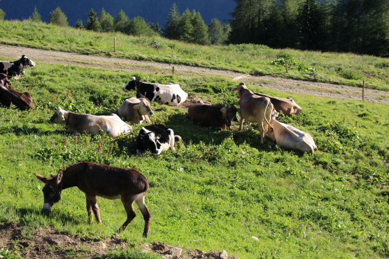 Nestalp Malga Campo Βίλα Peio Εξωτερικό φωτογραφία